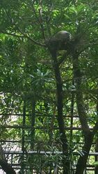 The Topiary (D28), Condominium #573507101